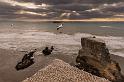 161 Muriwai Beach, Jan van Genten Kolonie